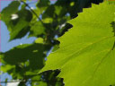 Grape Leaf
